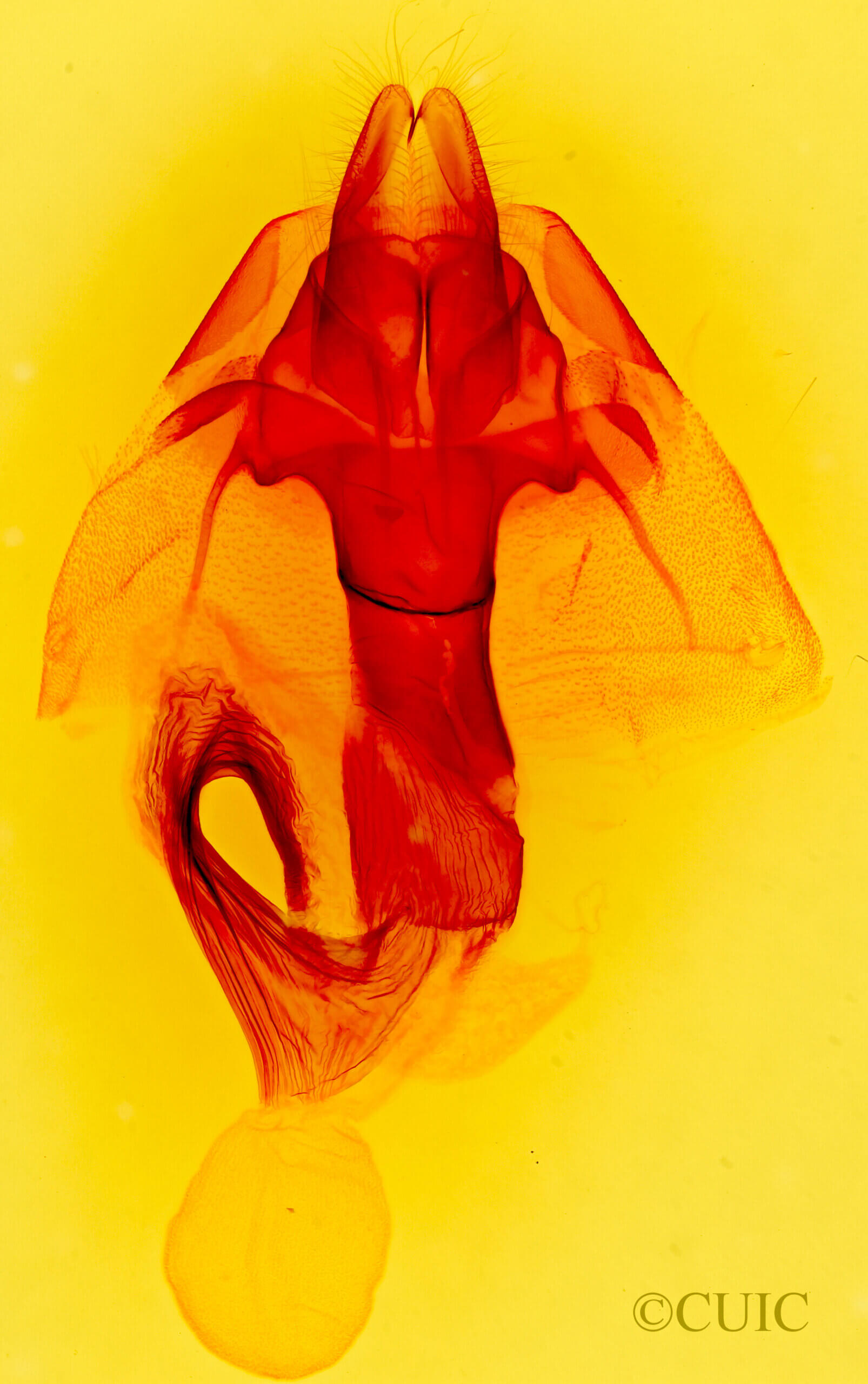 genitalia view of adult Cecrita belfragei