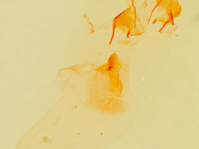 genitalia view of adult Prothrinax