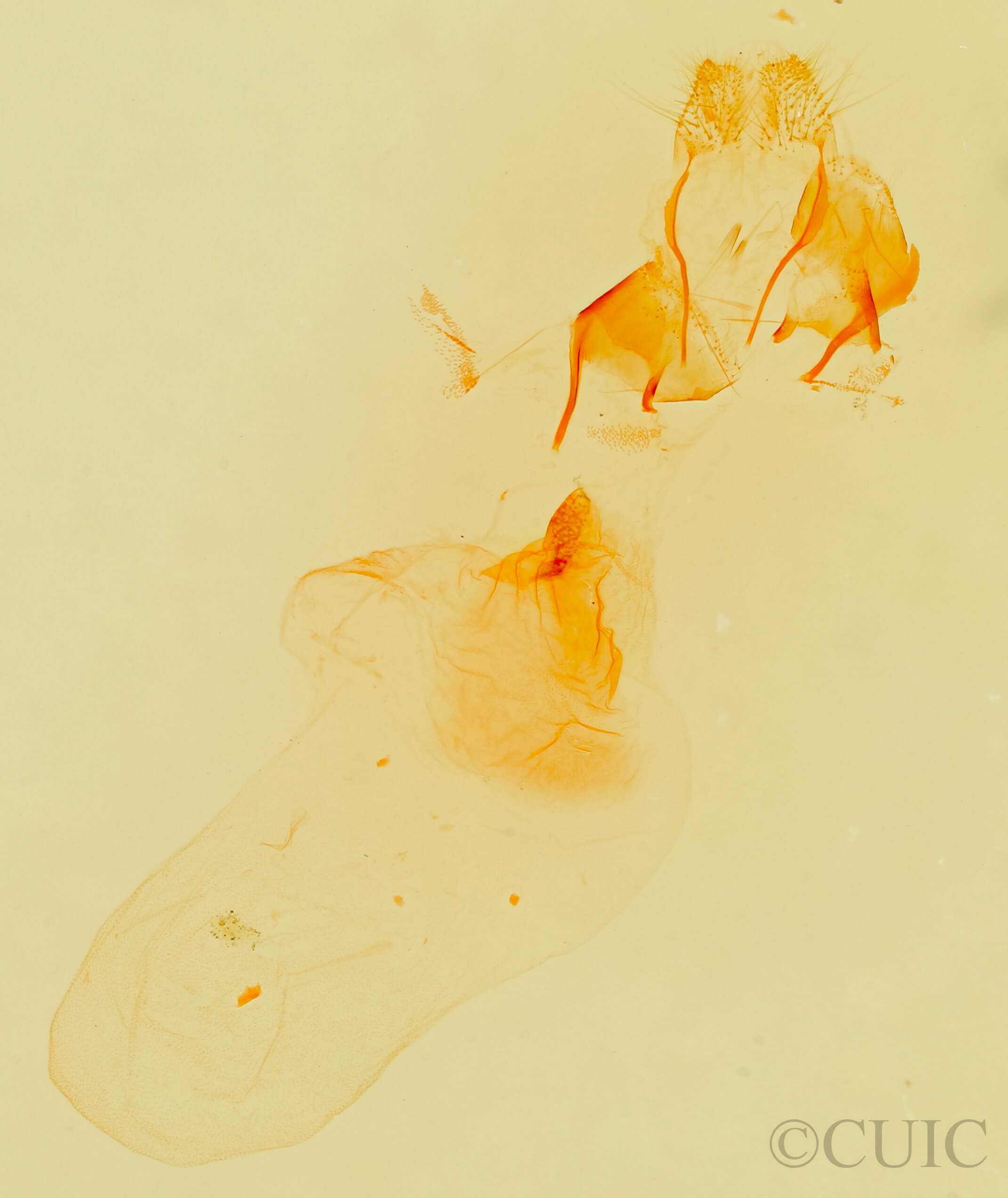 genitalia view of adult Prothrinax