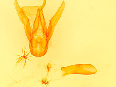 genitalia view of adult Herminodes