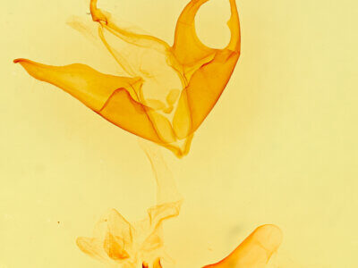 genitalia view of adult Matigramma emmilta