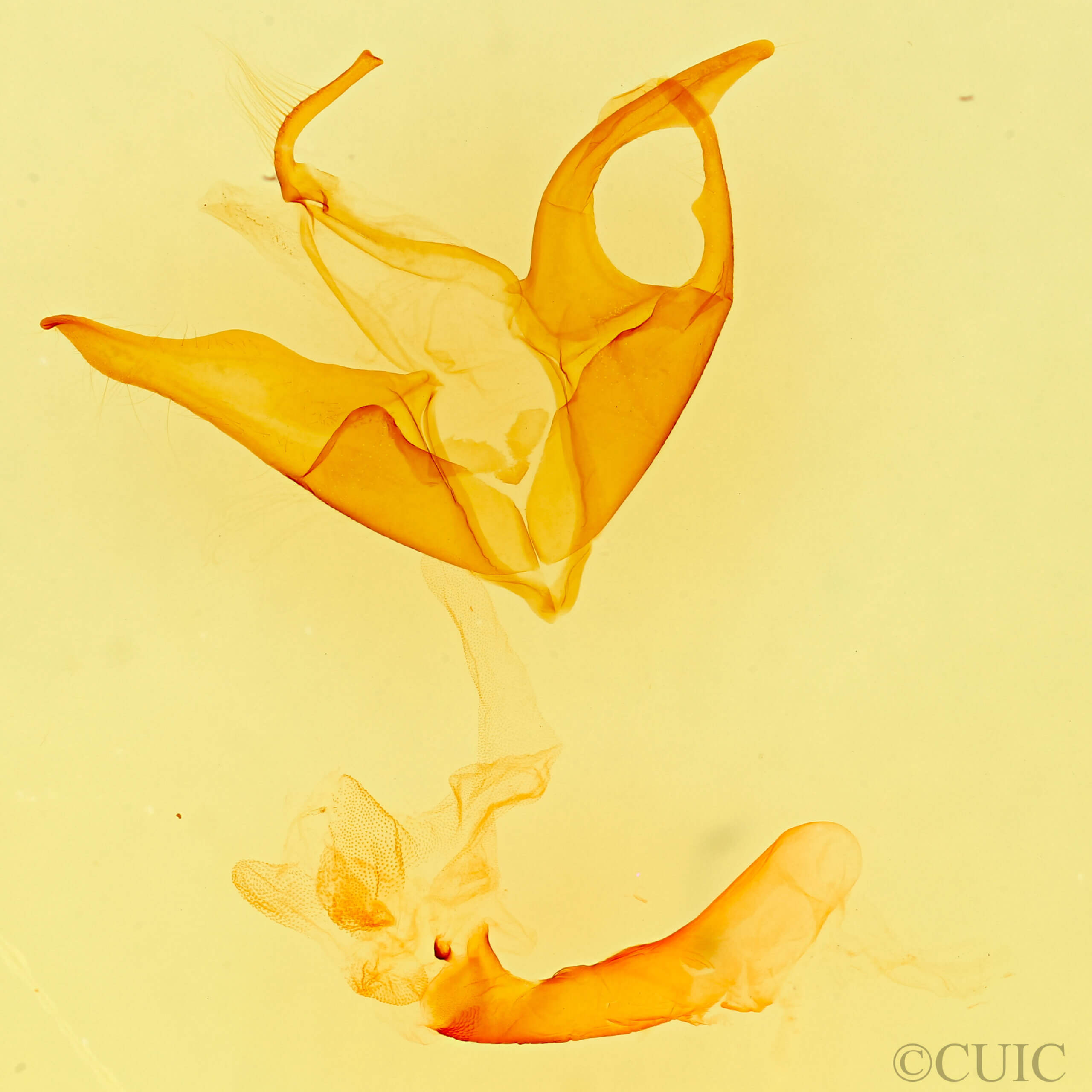 genitalia view of adult Matigramma emmilta