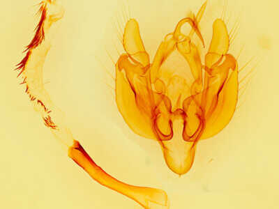 genitalia view of adult Leucania oaxacana