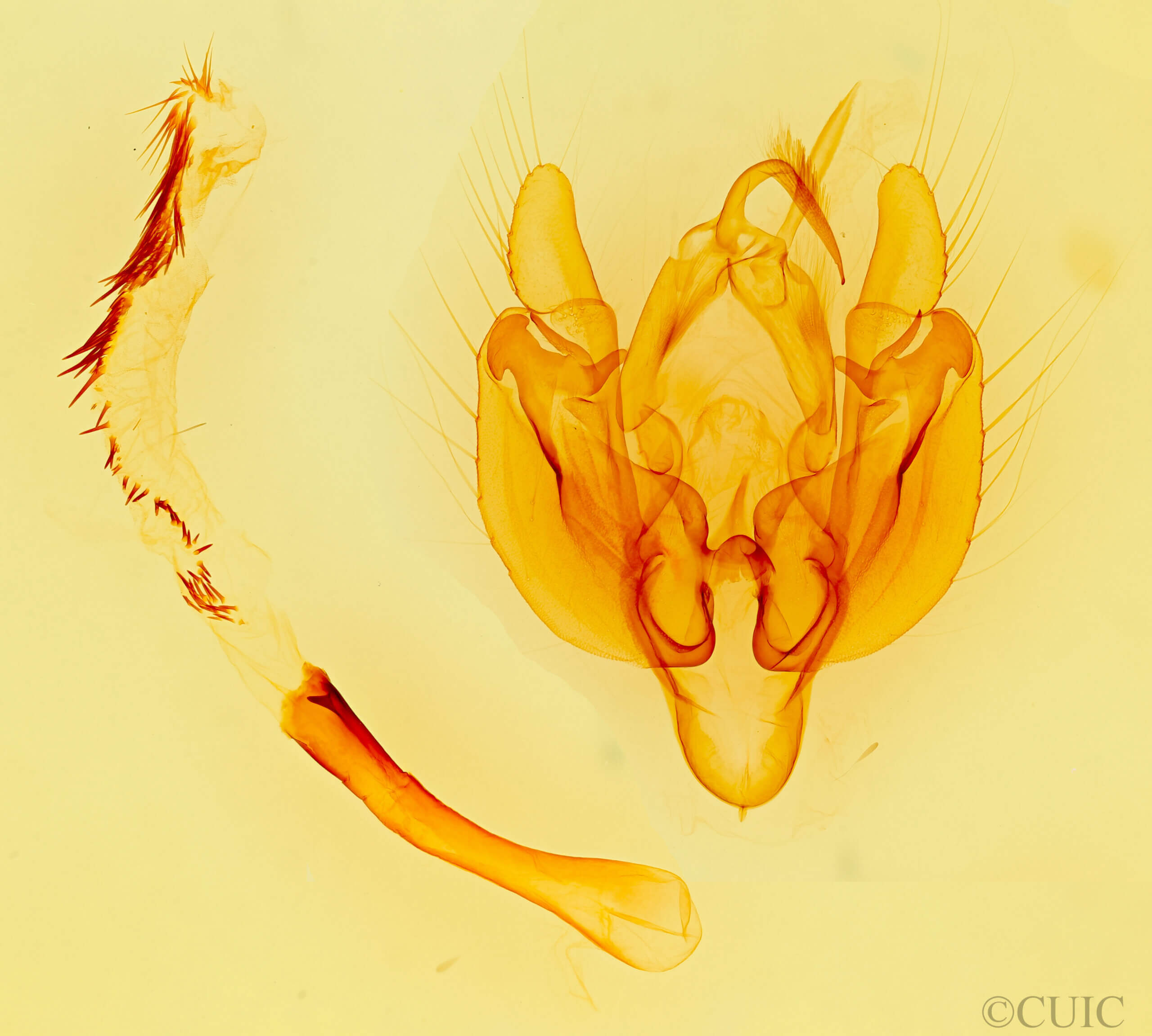 genitalia view of adult Leucania oaxacana
