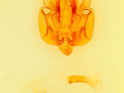 genitalia view of adult Leucania oaxacana