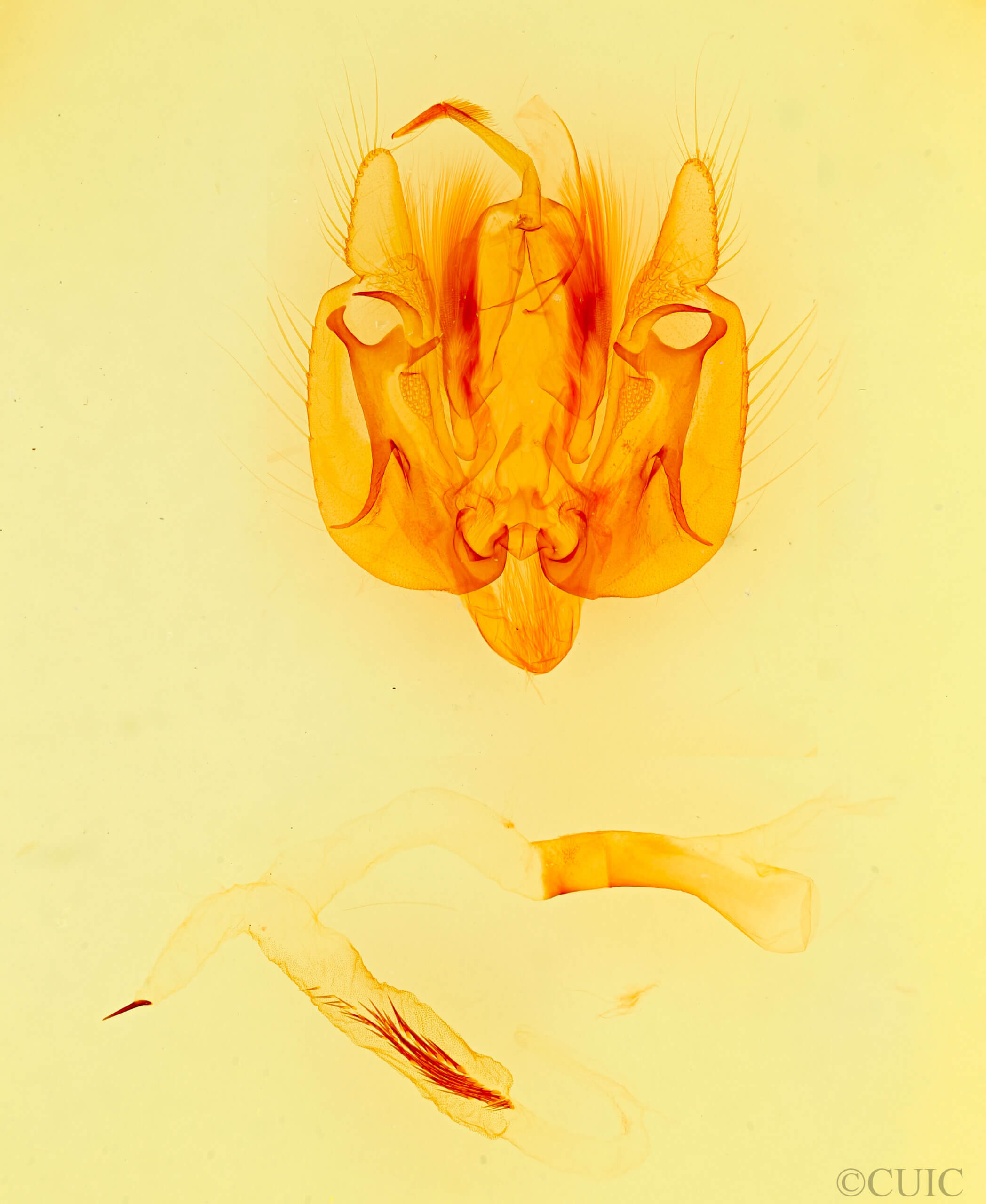 genitalia view of adult Leucania oaxacana