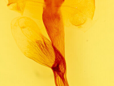 genitalia view of adult Leucania stolata