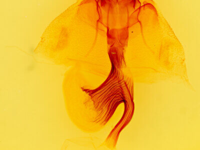 genitalia view of adult Leucania