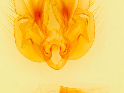 genitalia view of adult Leucania