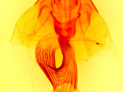 genitalia view of adult Leucania