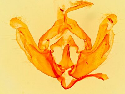 genitalia view of adult Hadenelle pergentilis