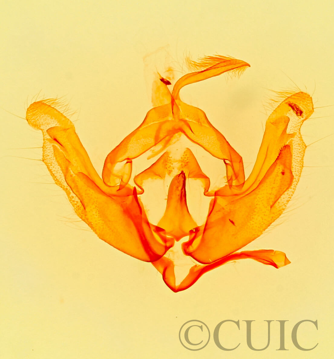 genitalia view of adult Hadenelle pergentilis