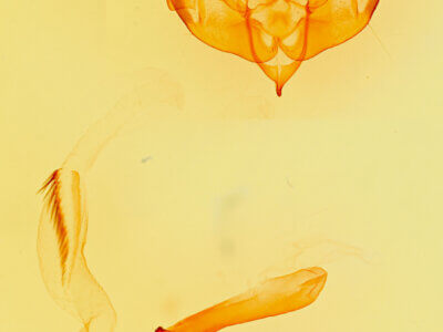 genitalia view of adult Lacinipolia