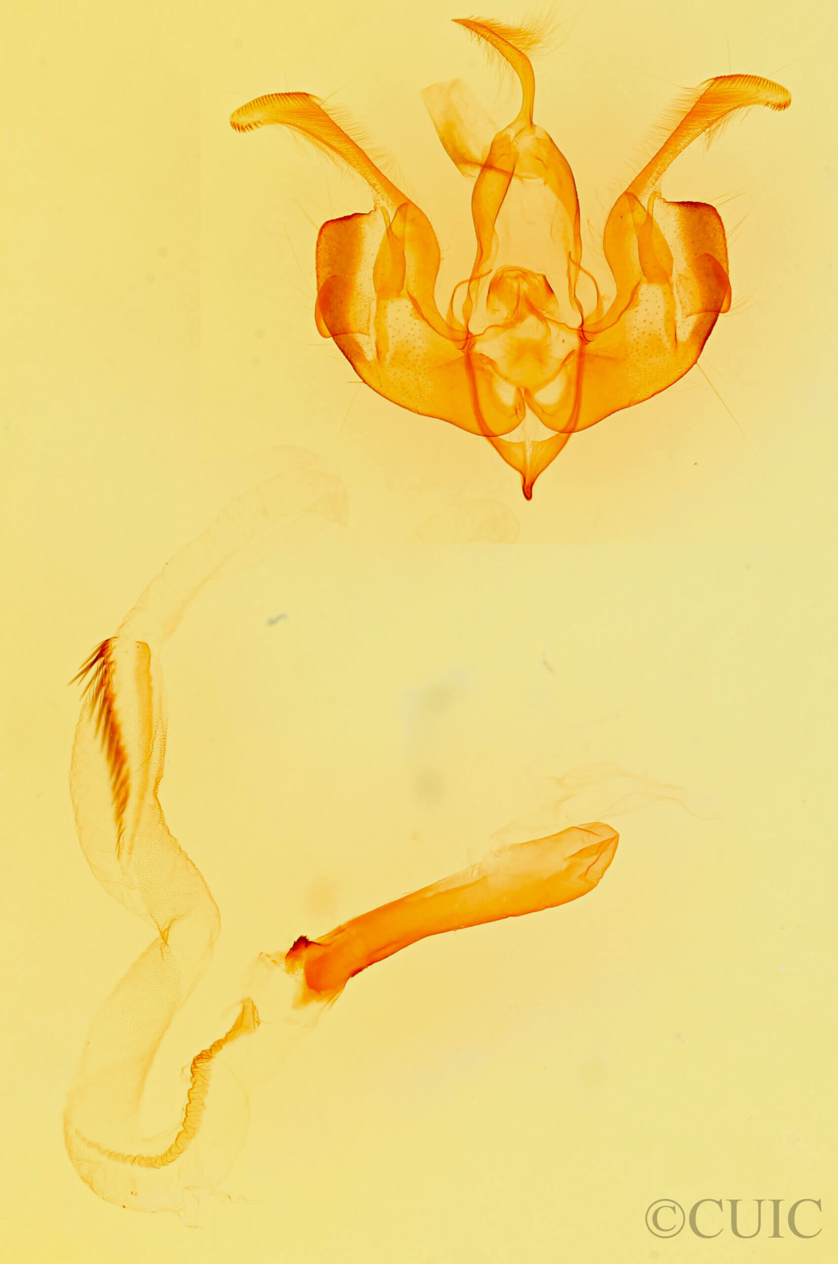 genitalia view of adult Lacinipolia