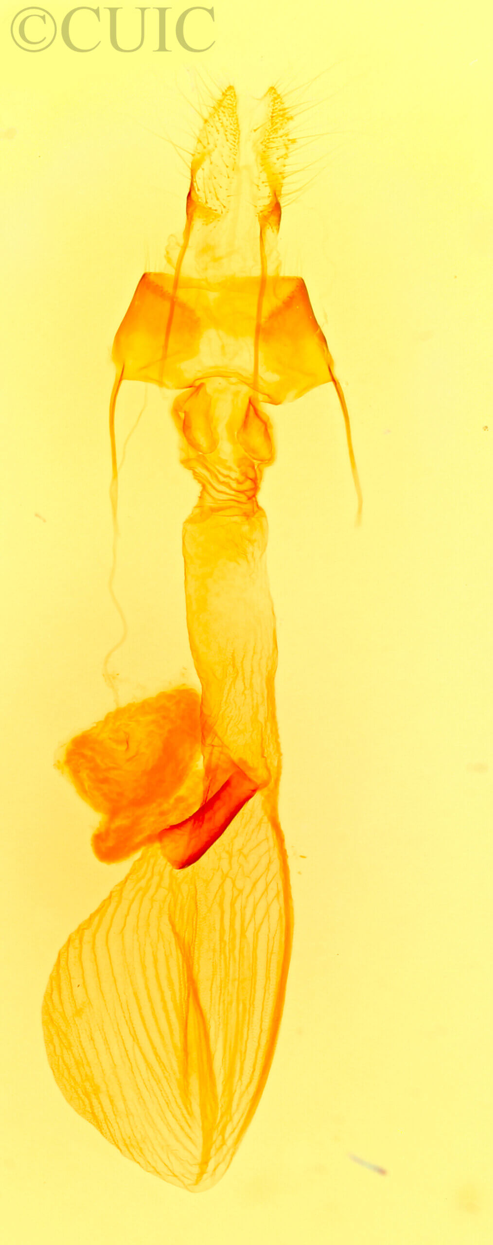 genitalia view of adult Lacinipolia