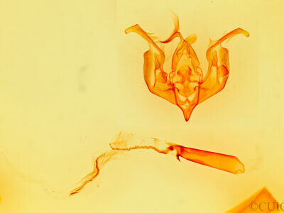 genitalia view of adult Lacinipolia