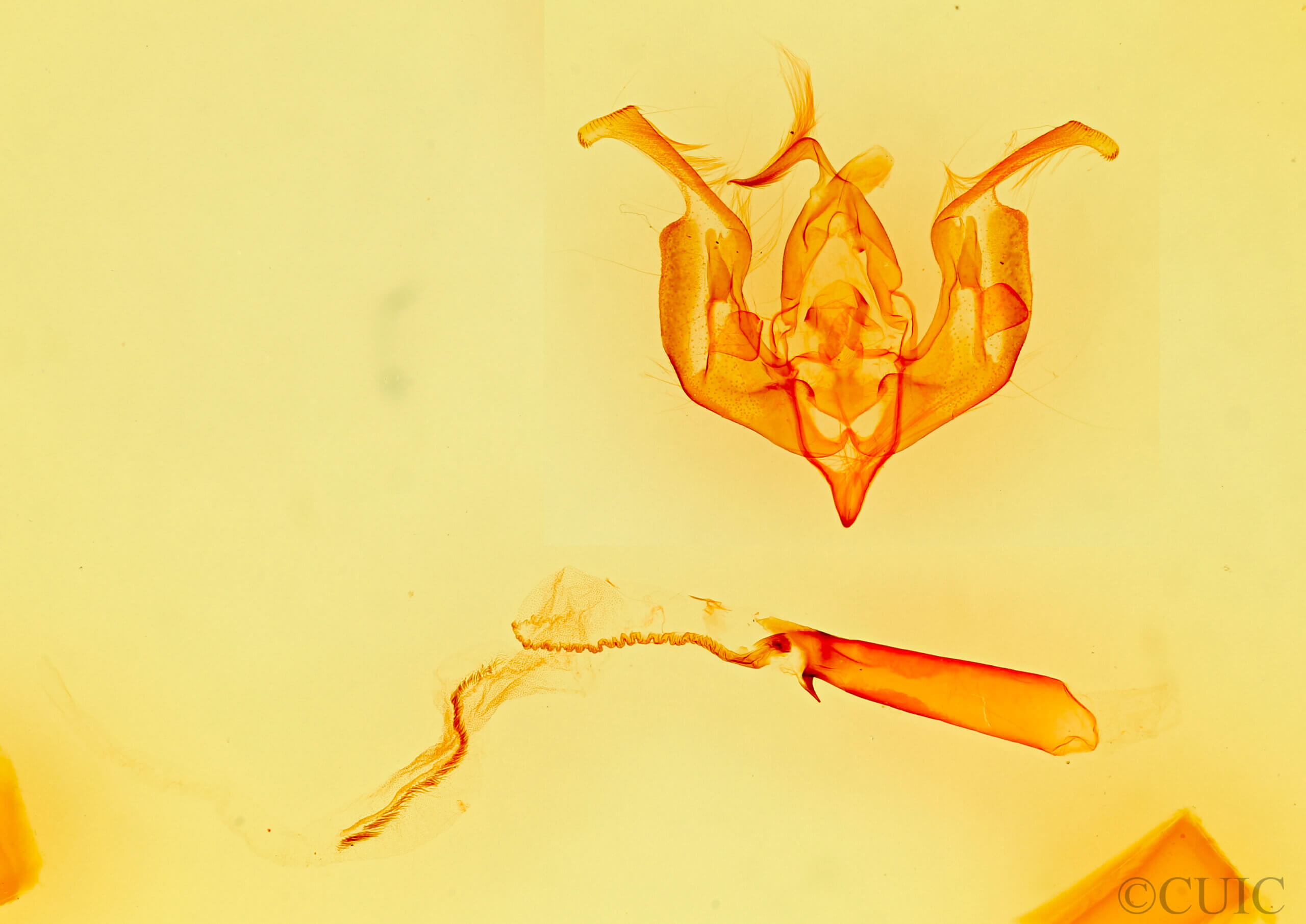 genitalia view of adult Lacinipolia