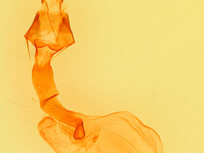 genitalia view of adult Lacinipolia