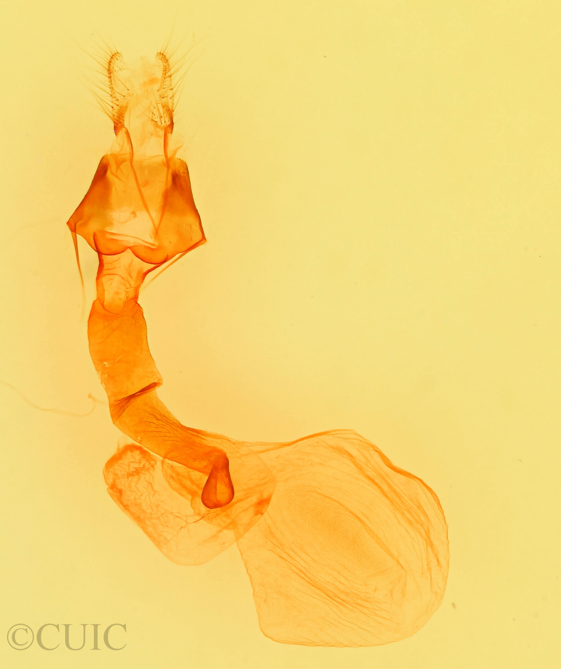 genitalia view of adult Lacinipolia