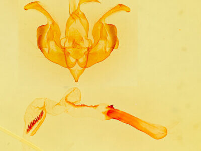 genitalia view of adult Lacinipolia