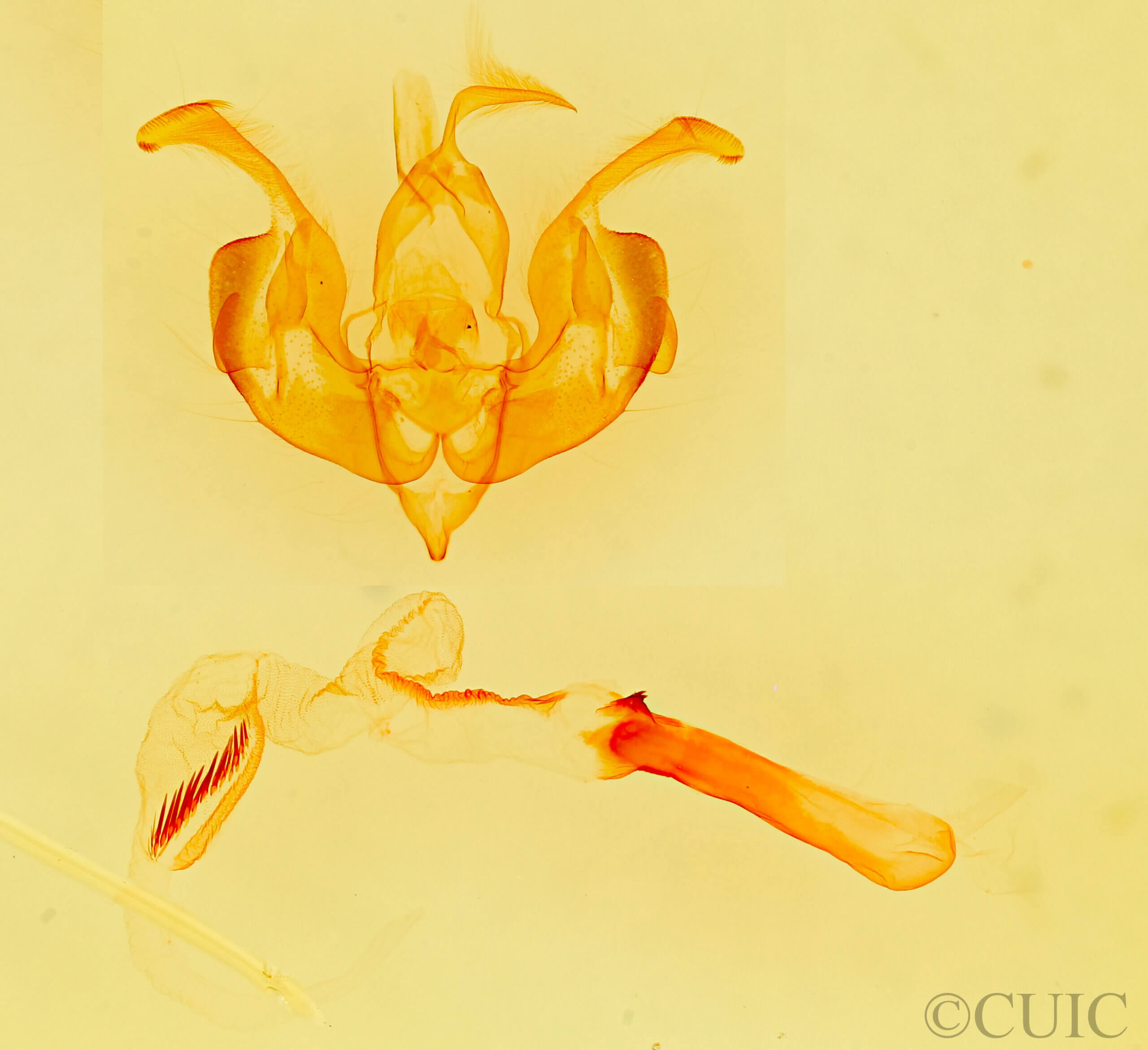 genitalia view of adult Lacinipolia