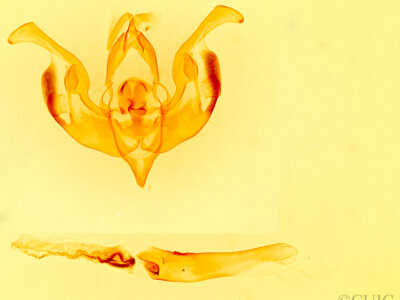 genitalia view of adult Lacinipolia