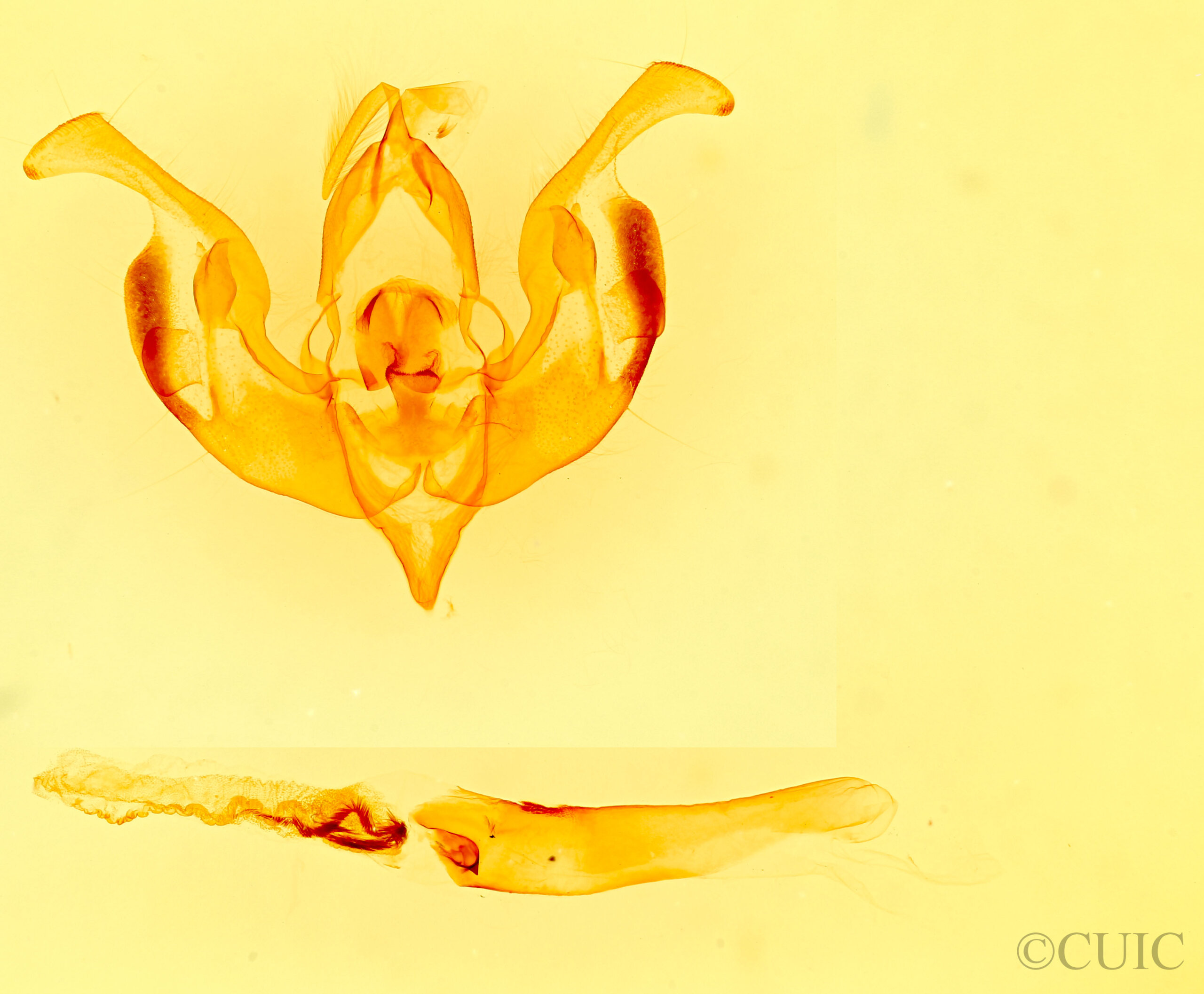 genitalia view of adult Lacinipolia