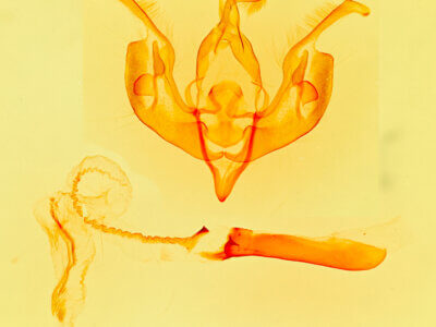 genitalia view of adult Lacinipolia