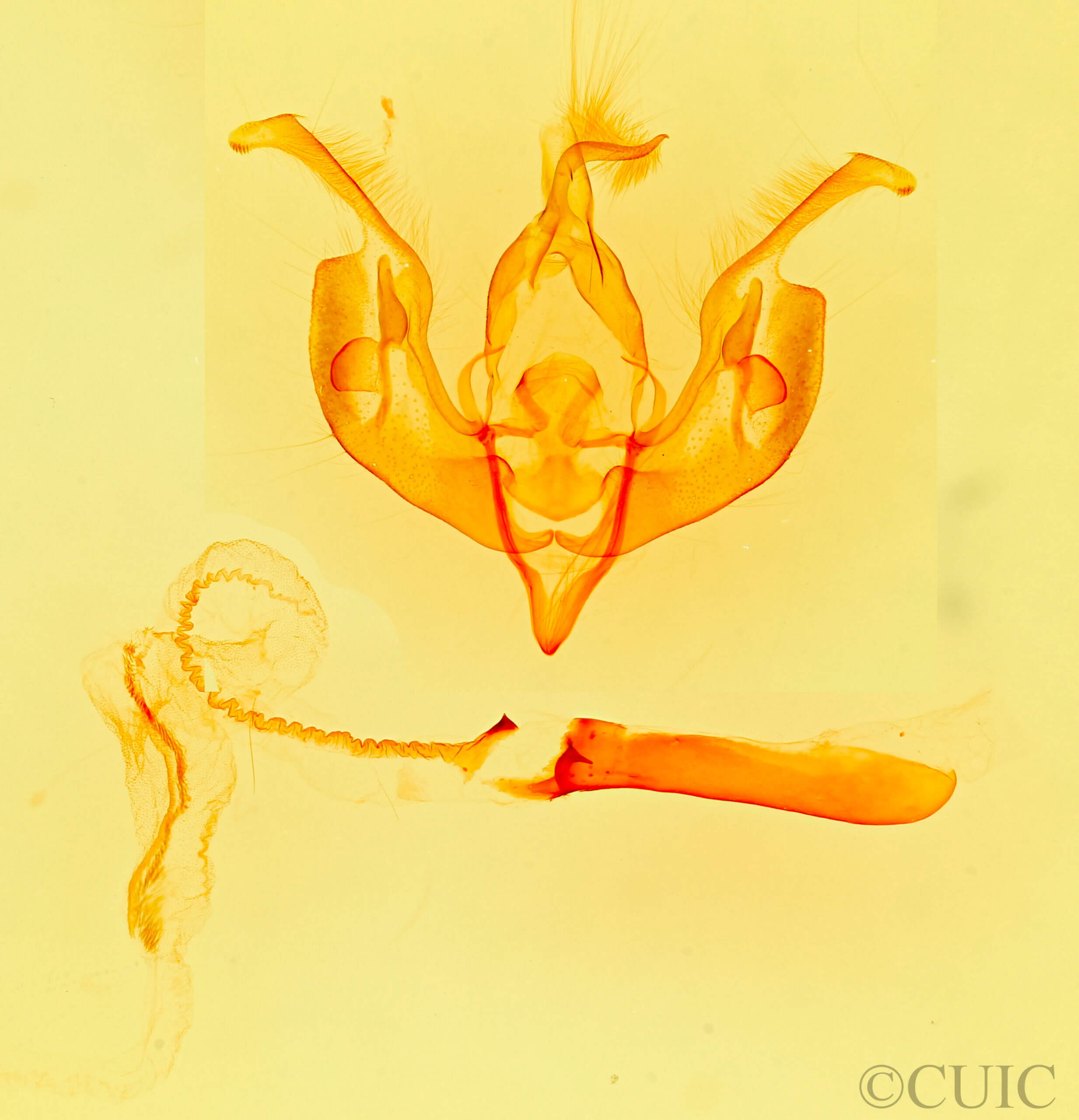 genitalia view of adult Lacinipolia