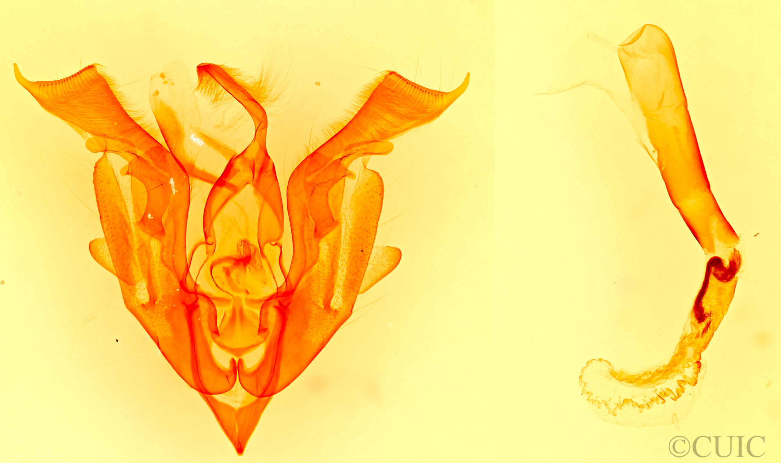 genitalia view of adult Lacinipolia