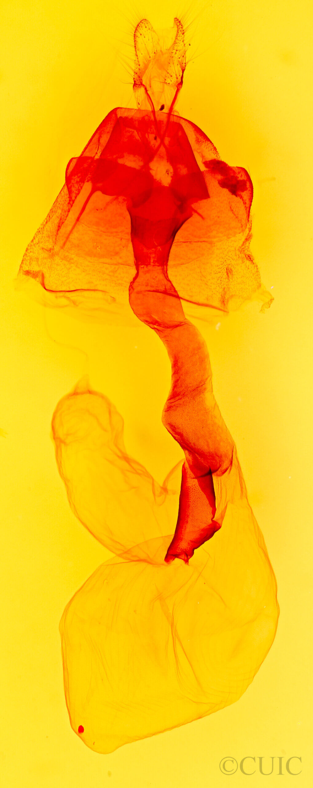 genitalia view of adult Lacinipolia