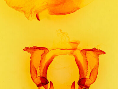 genitalia view of adult Gastropacha populifolia