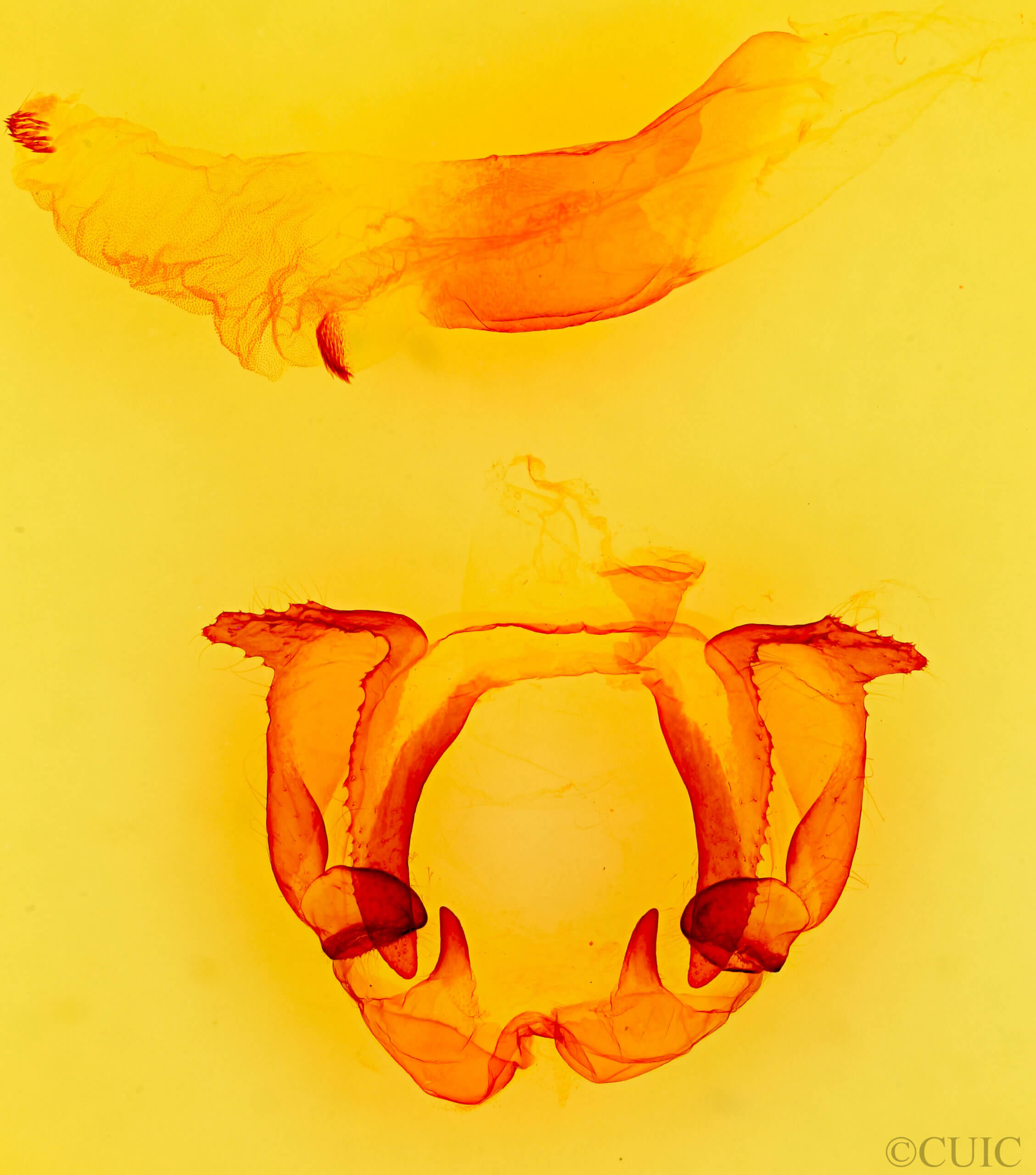 genitalia view of adult Gastropacha populifolia