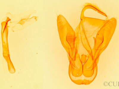 genitalia view of adult Obrima rinconada pimaensis