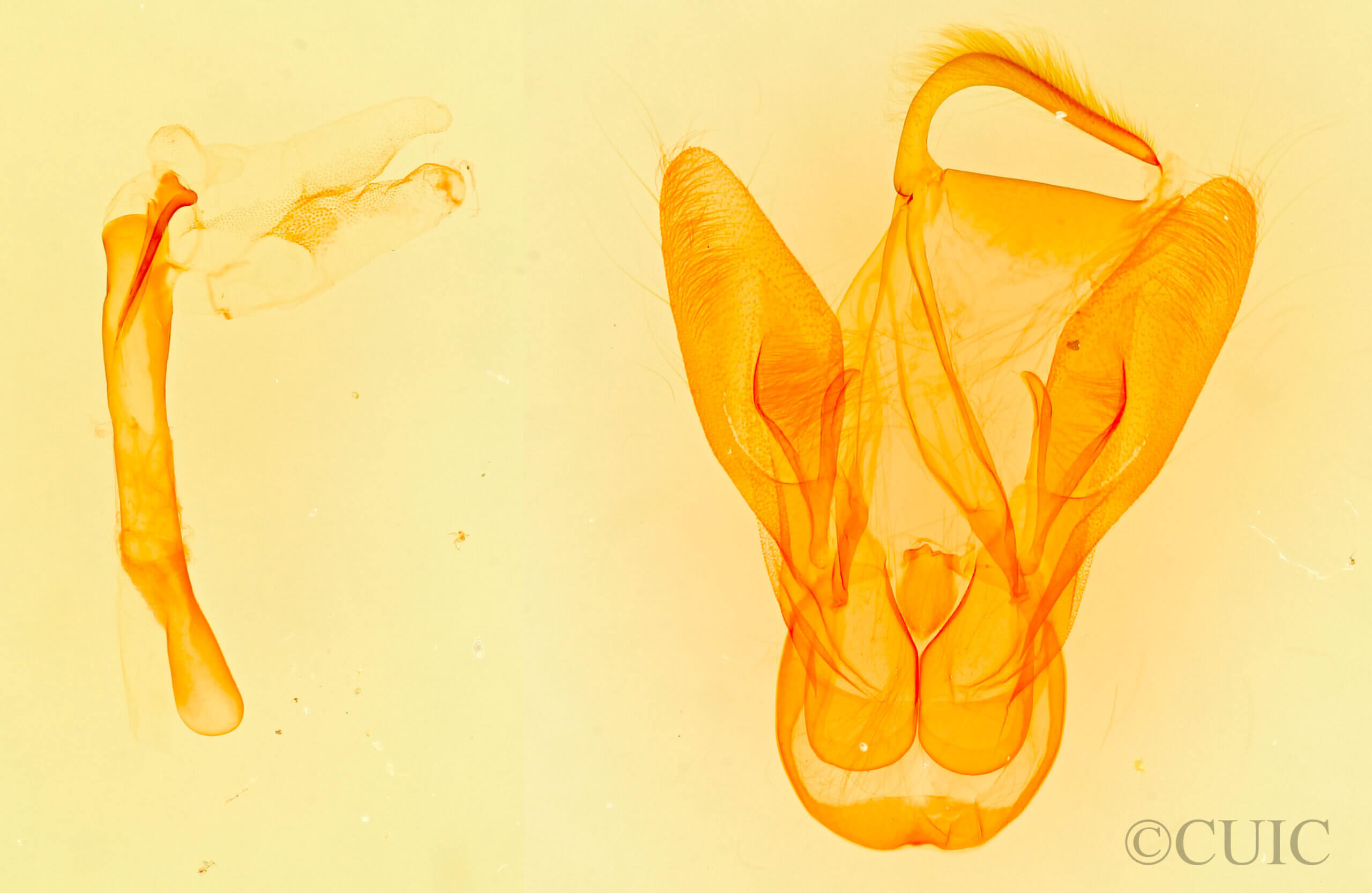 genitalia view of adult Obrima rinconada pimaensis