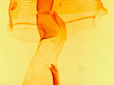 genitalia view of adult Obrima rinconada pimaensis