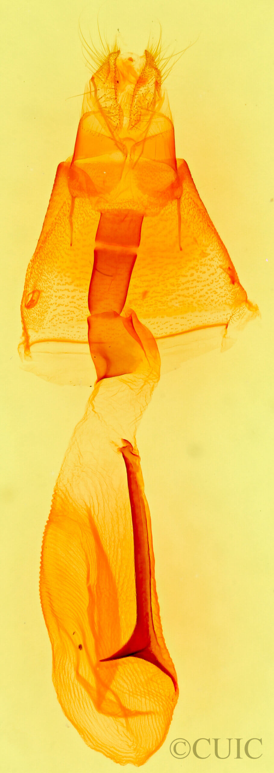 genitalia view of adult Obrima rinconada pimaensis