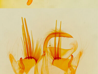 genitalia view of adult Bandelia angulata