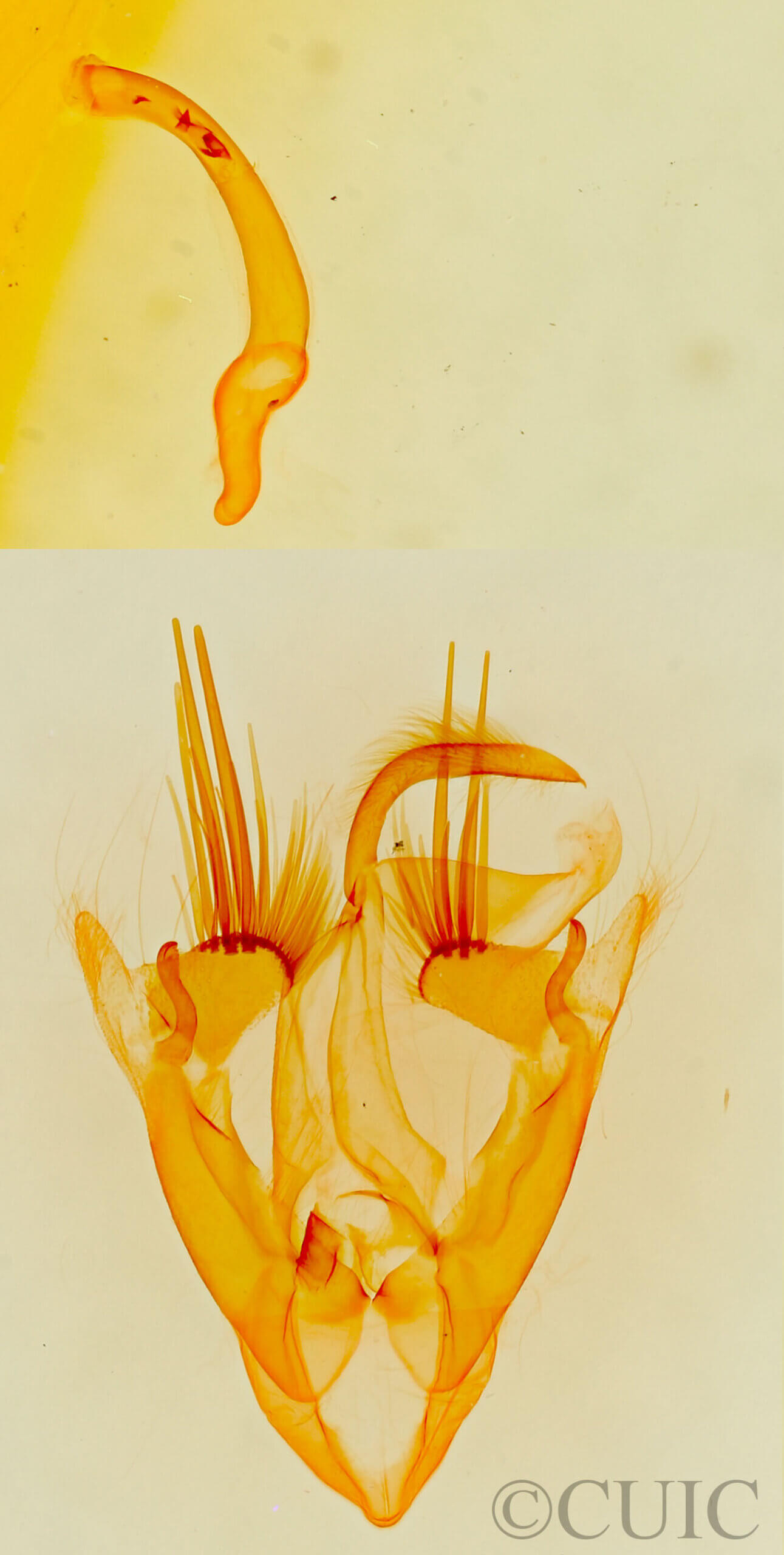 genitalia view of adult Bandelia angulata