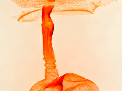 genitalia view of adult Bandelia angulata