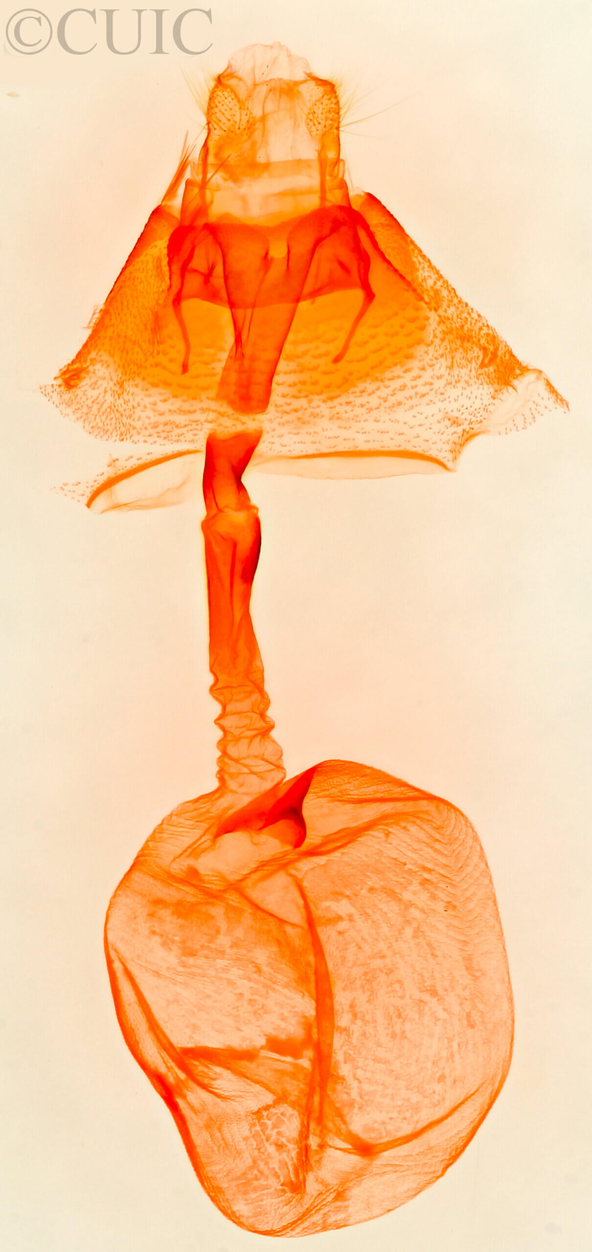 genitalia view of adult Bandelia angulata