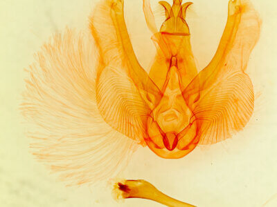 genitalia view of adult Elymiotis