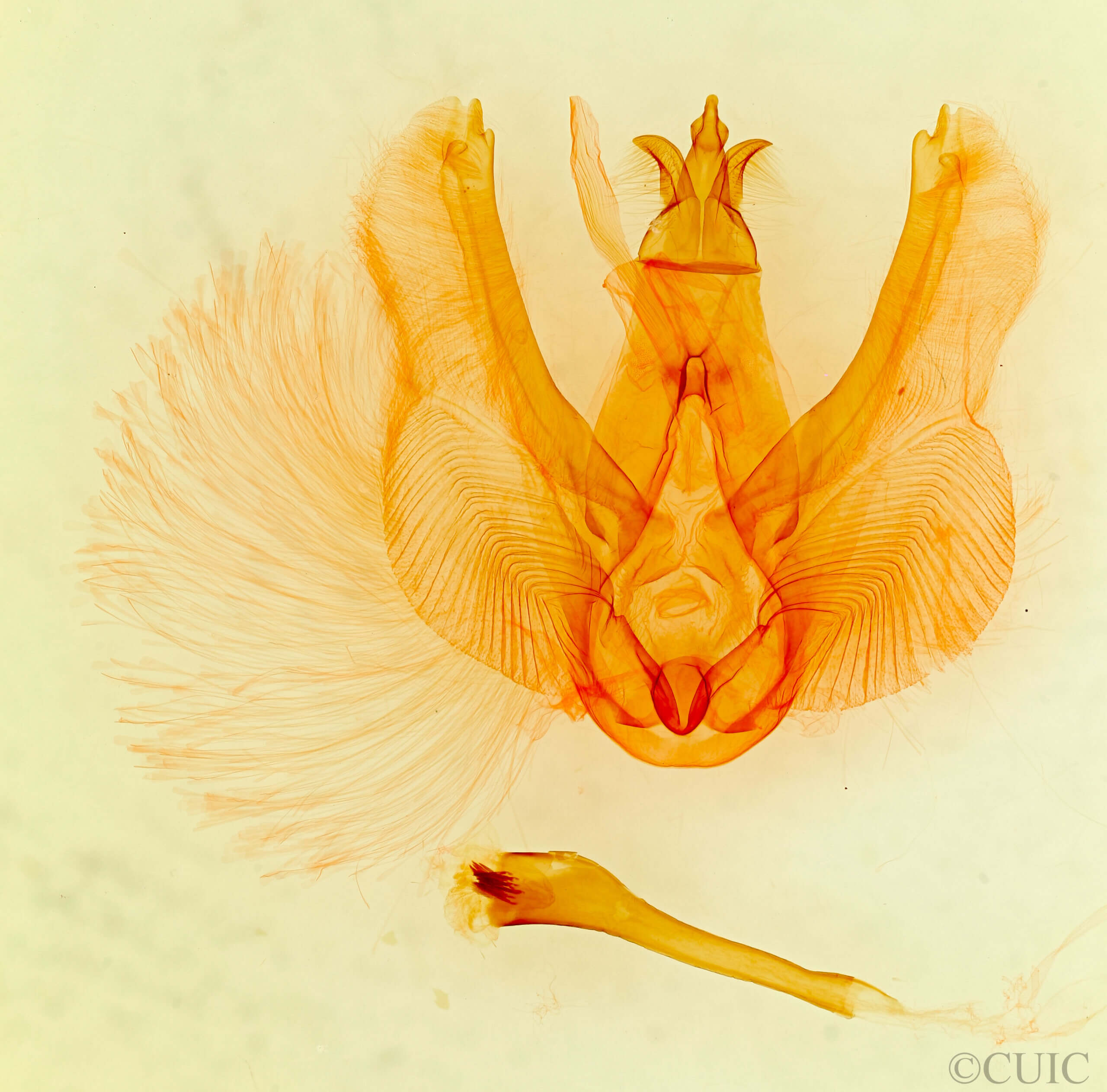 genitalia view of adult Elymiotis