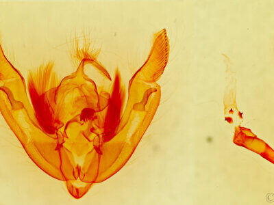 genitalia view of adult Sympistis figurata