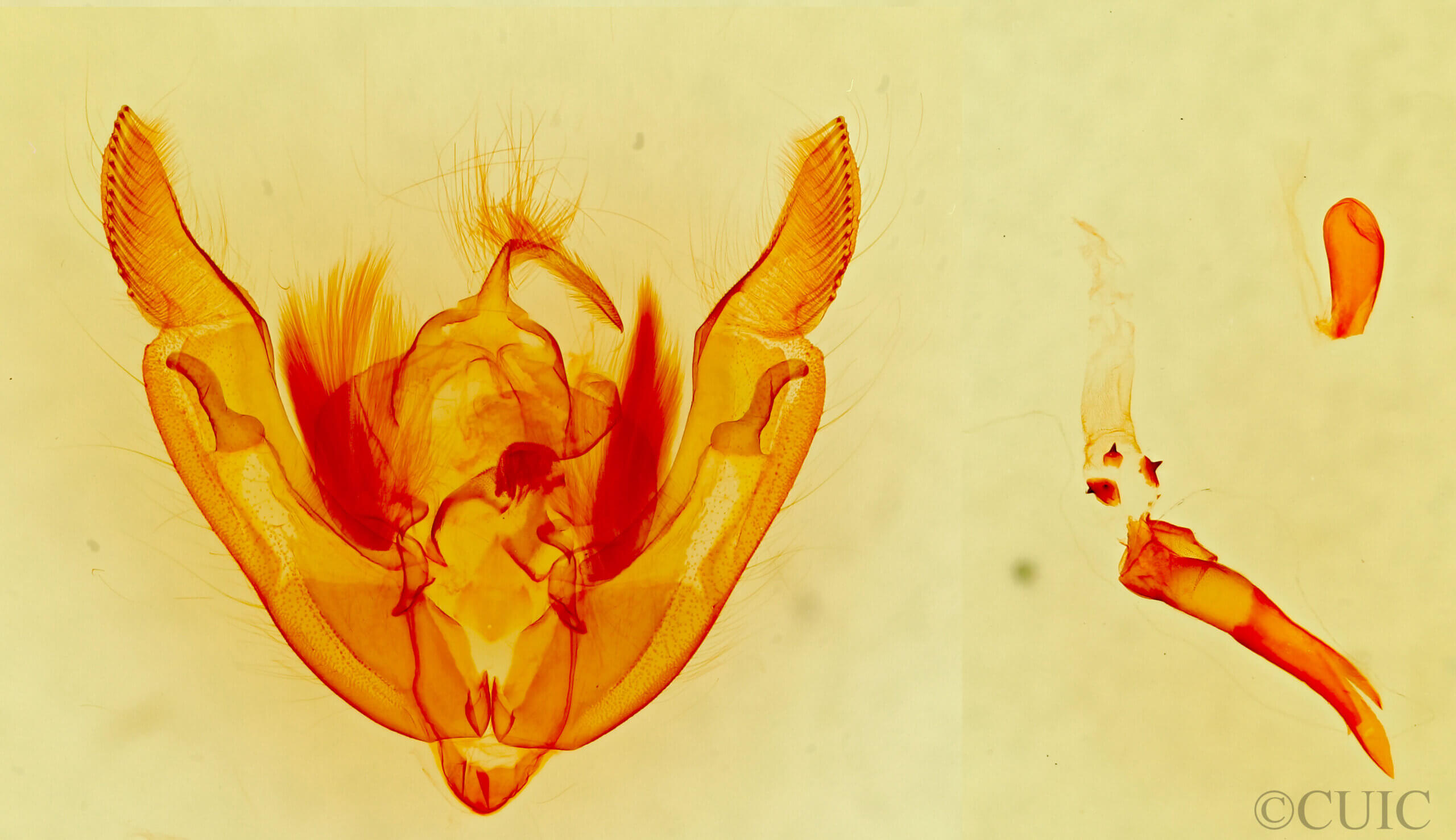 genitalia view of adult Sympistis figurata