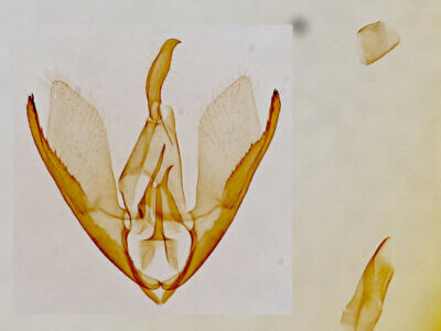 genitalia view of adult Sympistis pallidior