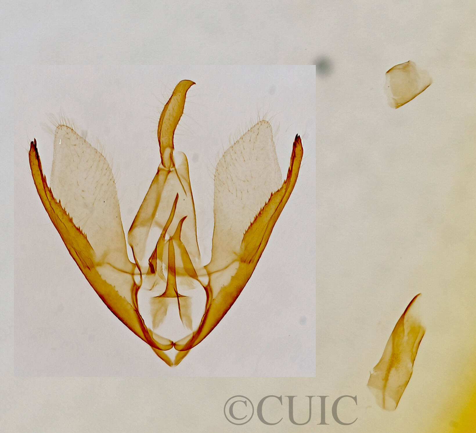 genitalia view of adult Sympistis pallidior