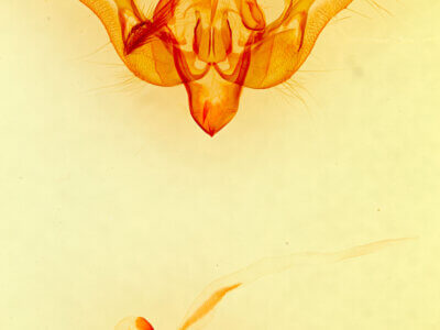 genitalia view of adult Sympistis pallidior