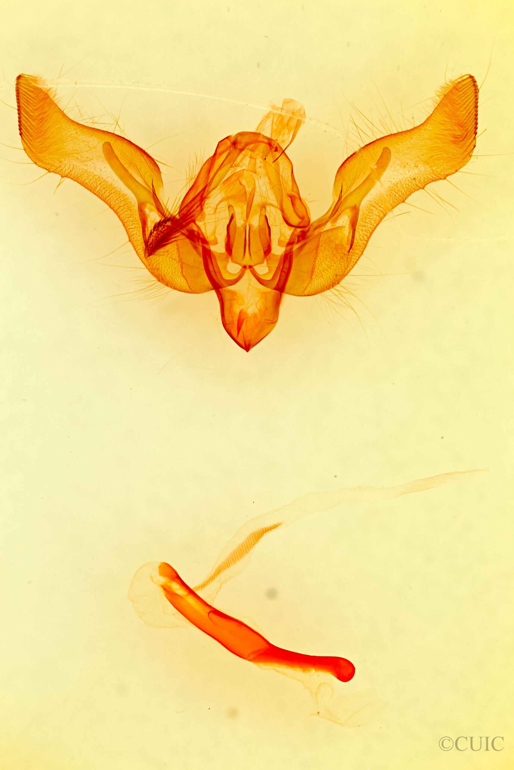 genitalia view of adult Sympistis pallidior