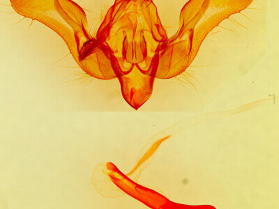 genitalia view of adult Sympistis collaris